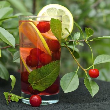 Tall glass filled with water, sour cherries and lemon slices.