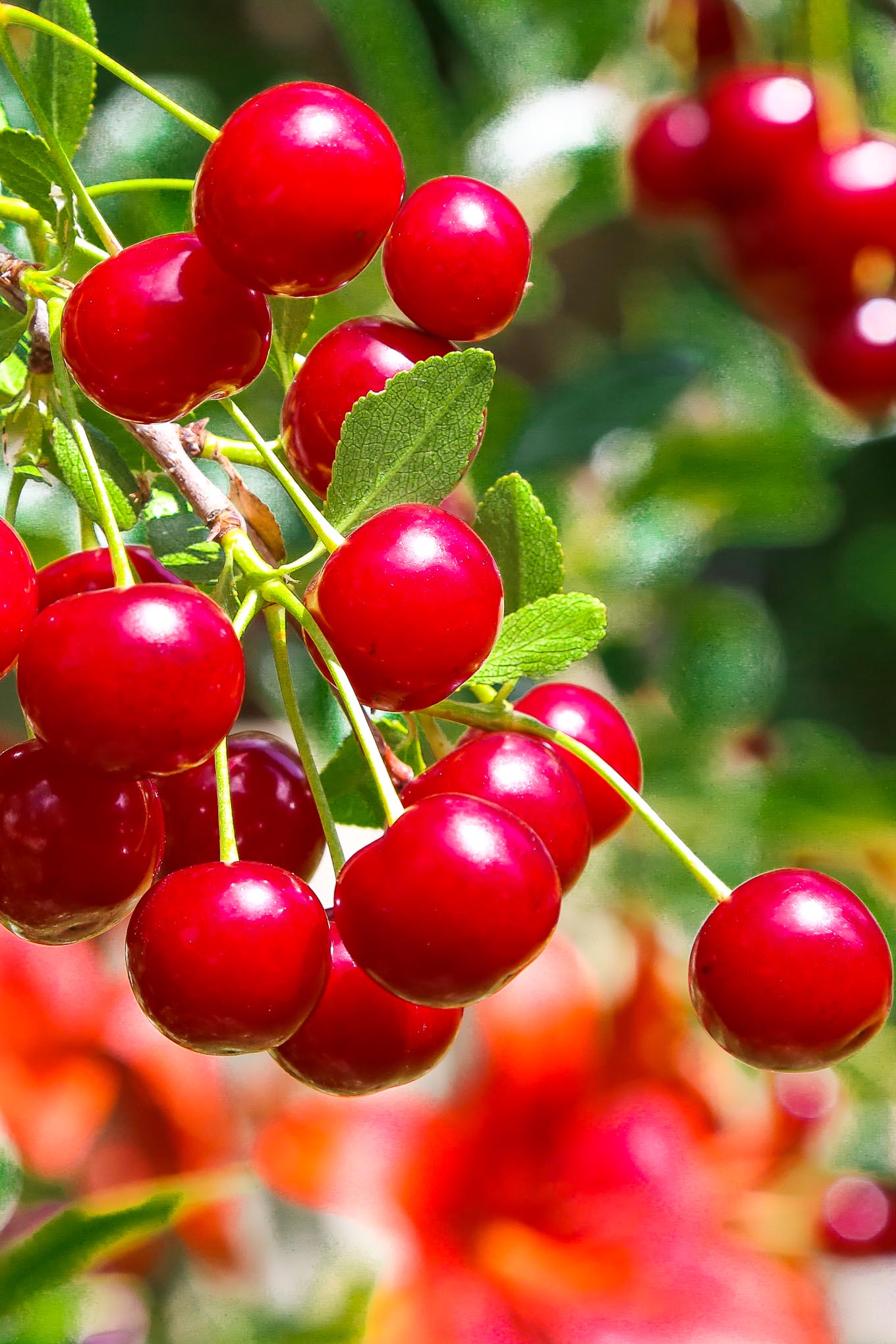 Branch of fresh cherries.