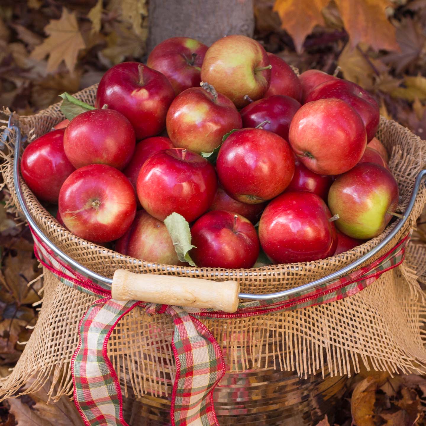 Wicker basket full of apples.