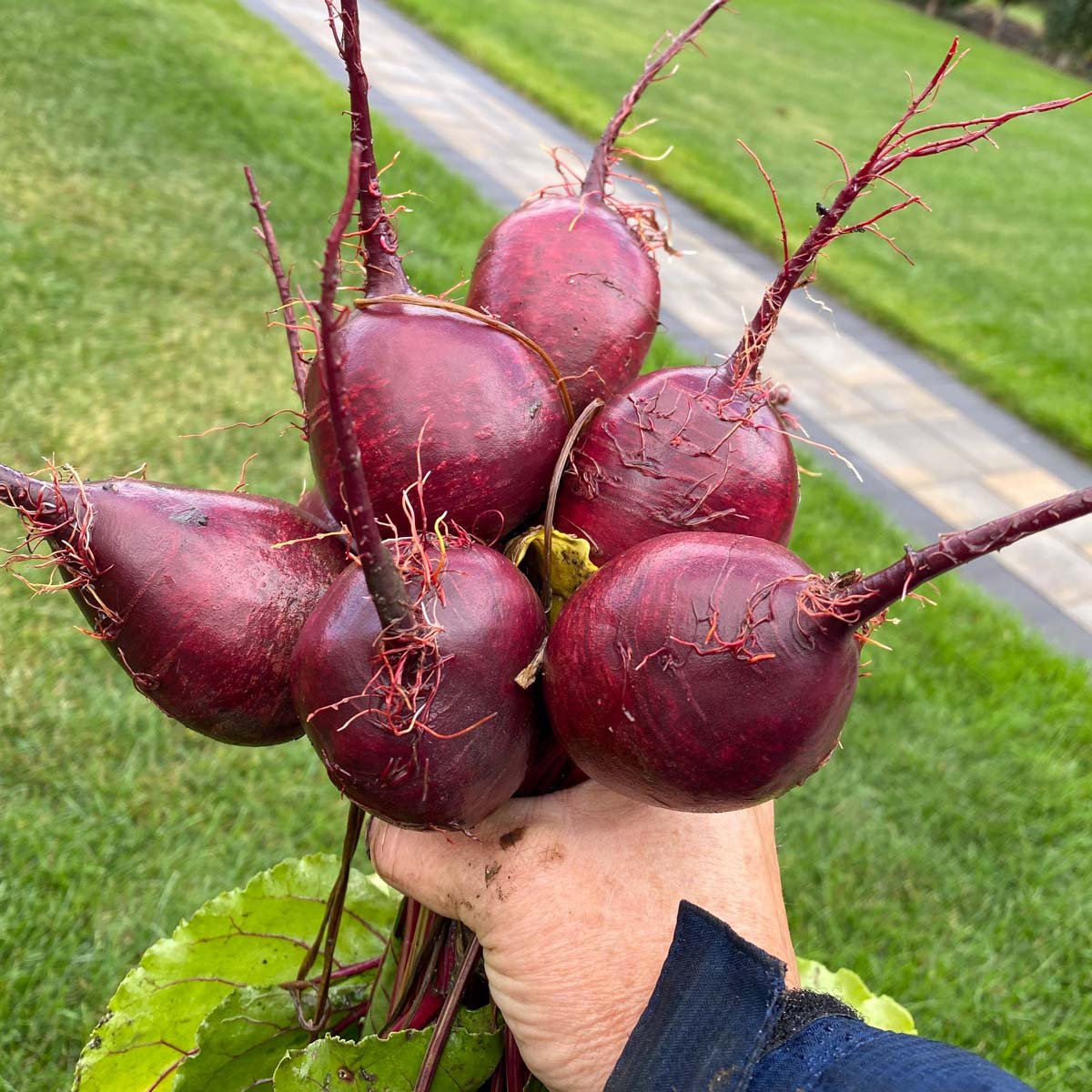 A hand holds a bunch of six freshly harvested red beets, their vibrant roots and stems visible.
