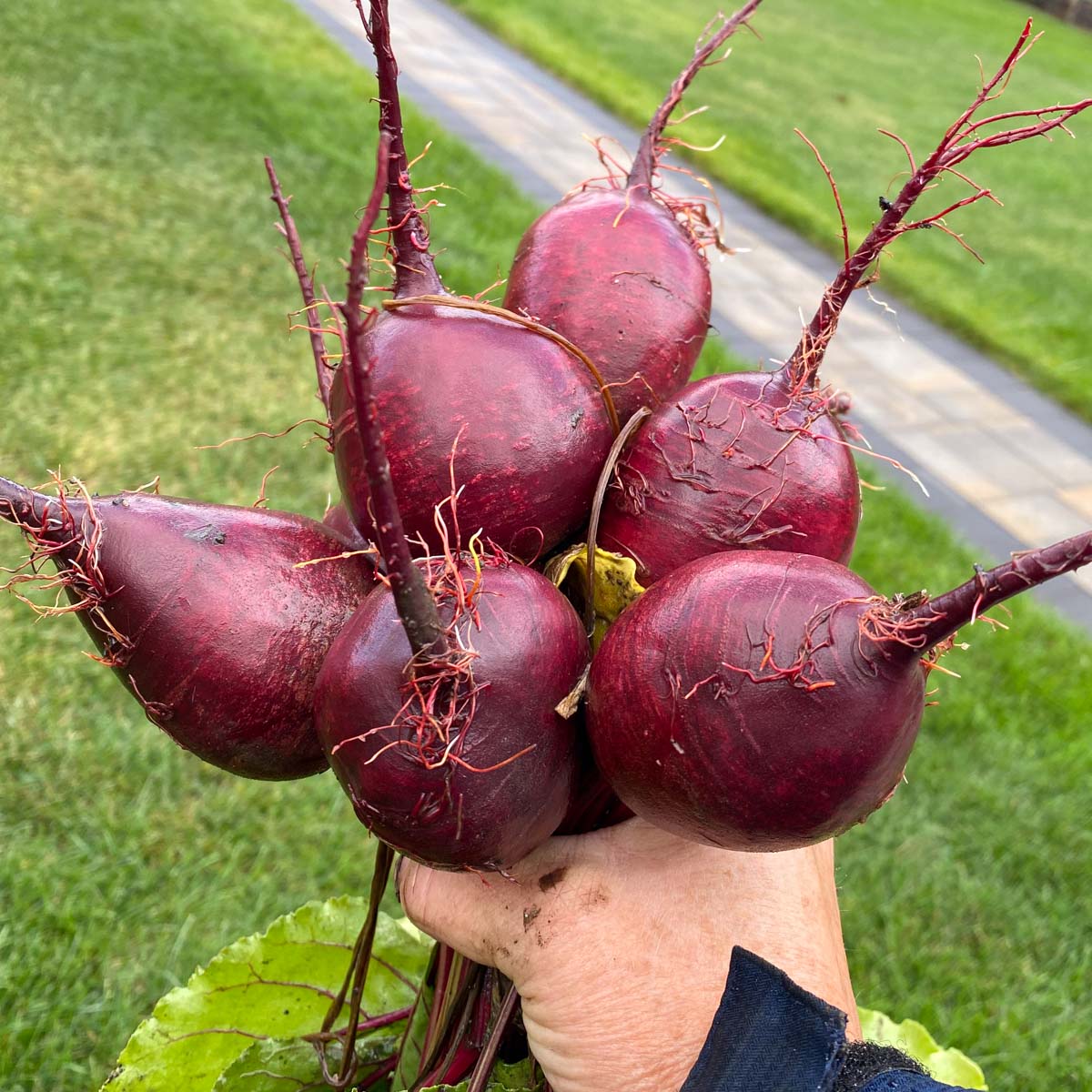 A hand holds six fresh picked garden beets.